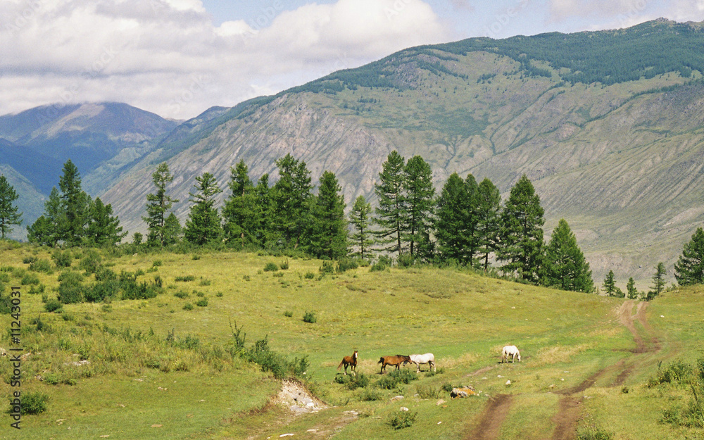 The Altay landscape The Altay landscape
