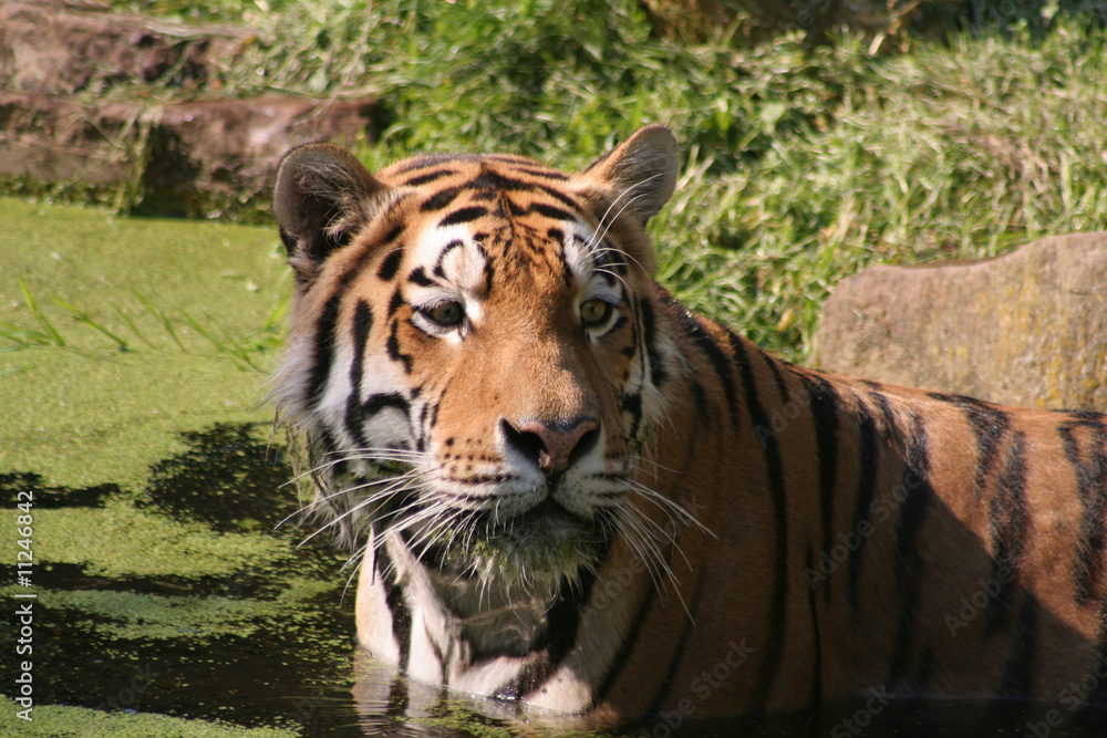 Fototapeta premium Amurtiger