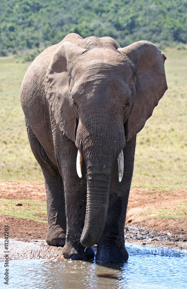 Fototapeta premium Afrikanischer Elefant, Südafrika