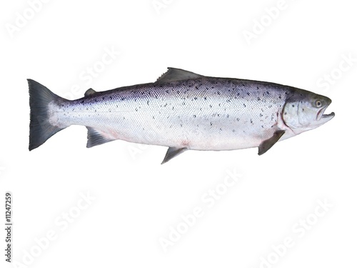 salmon on white background