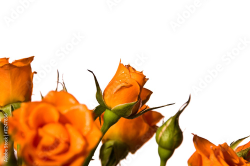 orange roses isolated on white