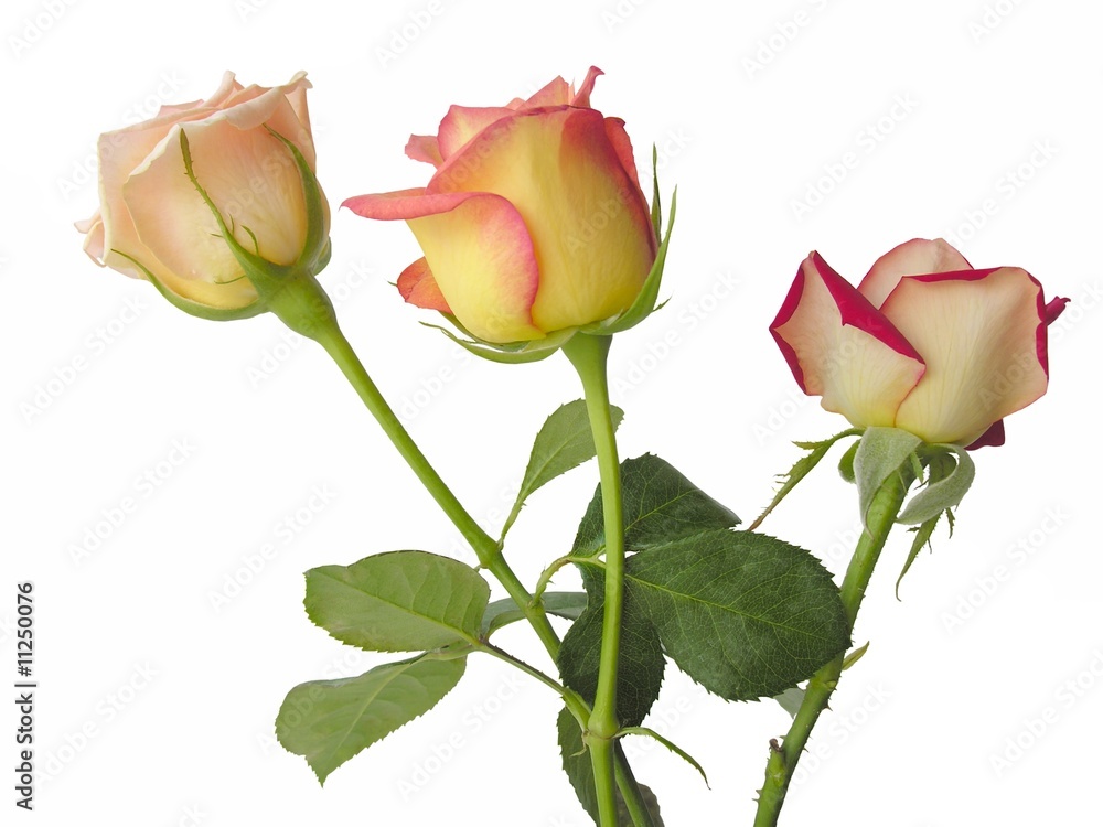 Fototapeta premium posy of three roses