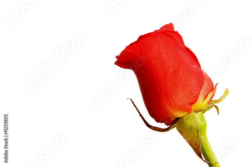 red rose isolated on white