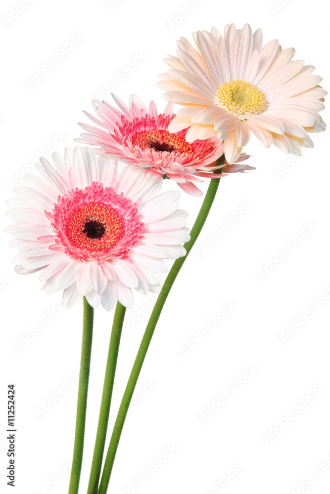 Colorfull Daisy isolated on white (with clipping path) Colorfull Daisy isolated on white (with clipping path)