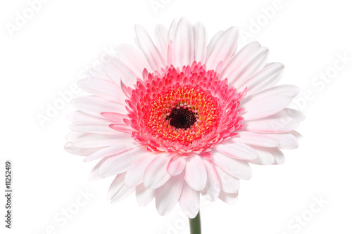 Colorfull Daisy isolated on white  with clipping path 