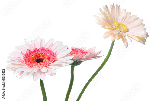 Colorful Daisy isolated on white (with clipping path)
