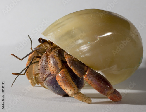 Slika na platnu hermit crab