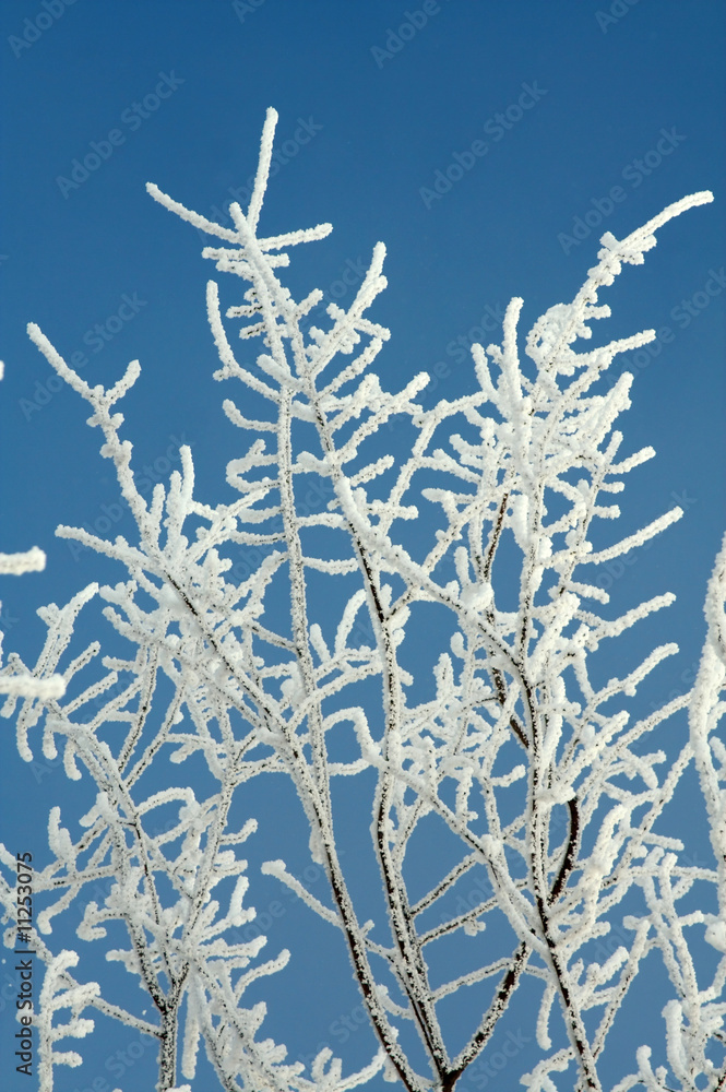 hoarfrost