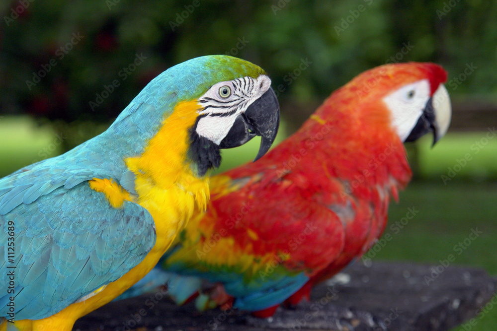 Amazonian parrot couple in eco-turism resort