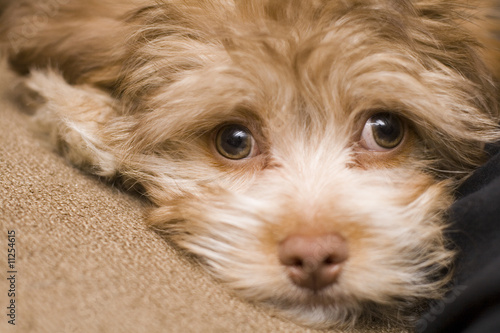 Mix Breed Puppy with Sad eyes