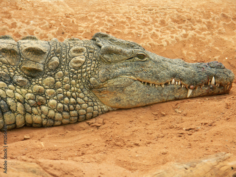 tête de crocodile
