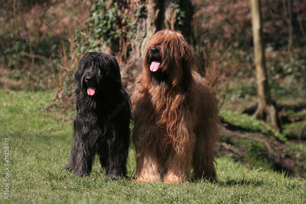 Fototapeta premium Duo Briard en forêt
