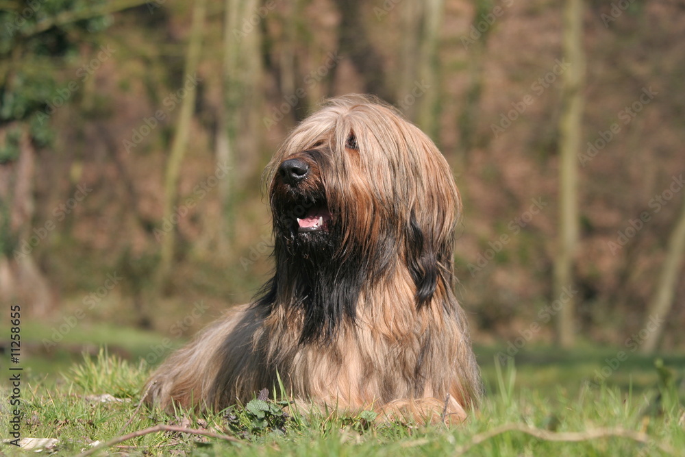 Le repos du Briard Le repos du Briard