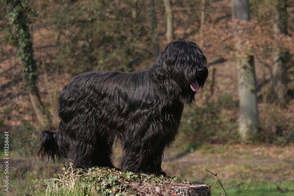 Le Berger de Brie noir dans les bois Le Berger de Brie noir dans les bois