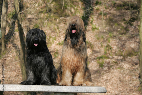 Duo Briard assis côte à côte © Dogs
