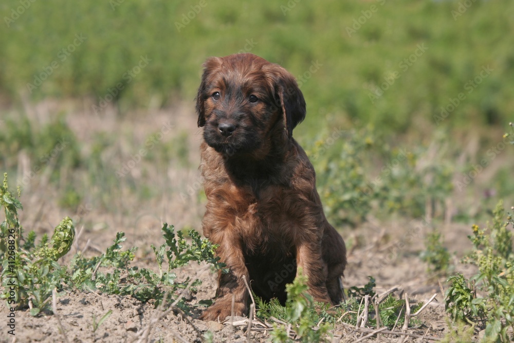 Bébé Briard marron assis seul à la campagne Bébé Briard marron assis seul à la campagne
