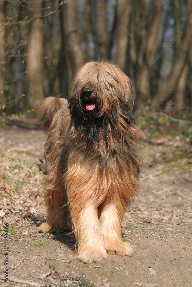 Toute la gentillesse d'un grand chien costaud Toute la gentillesse d'un grand chien costaud