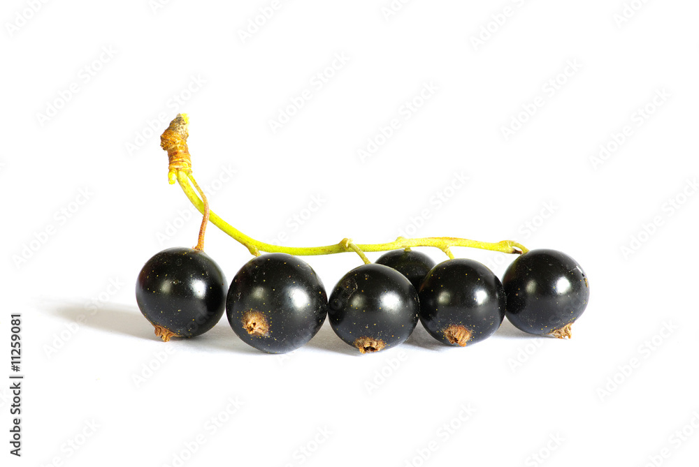 currant currant