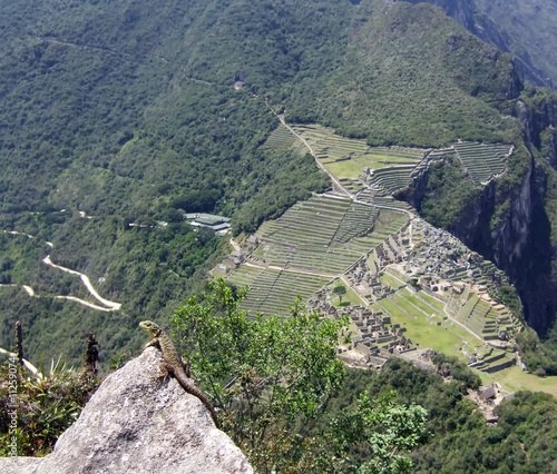 Machu Picchu Lizard. (Peru)