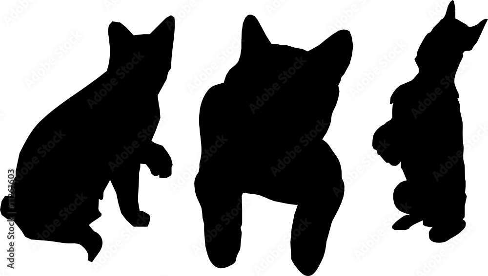 Cats Cats