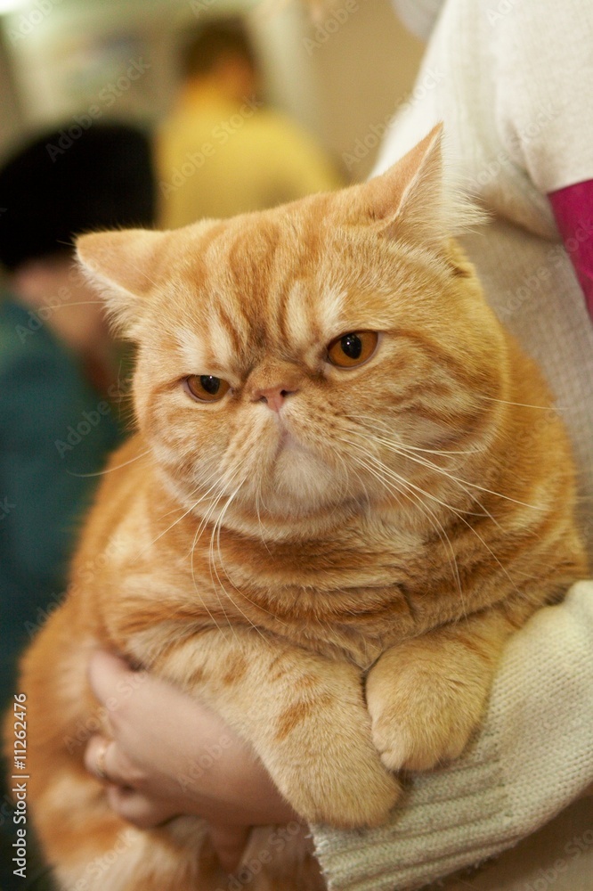 Obraz premium Exotic ​shorthair