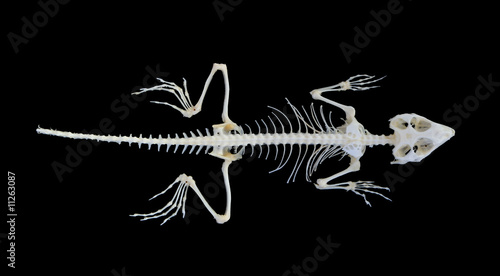 Isolated lizard (Agama caucasica) skeleton on black background