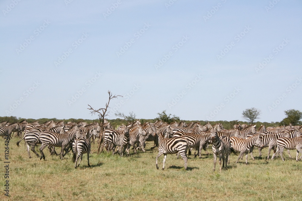 Naklejka premium Migration von Zebras in der Serengeti