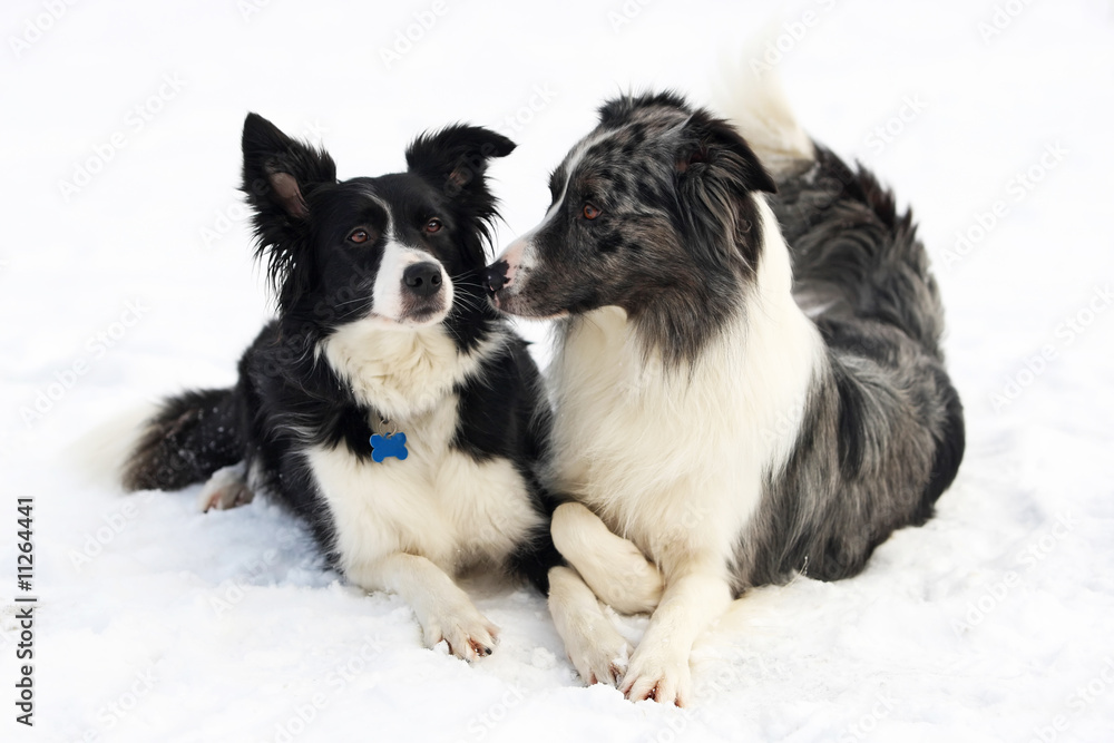 Obraz premium Border collie couple