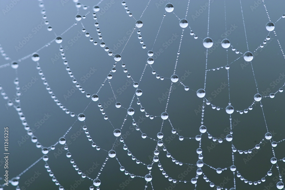 Spider web Spider web