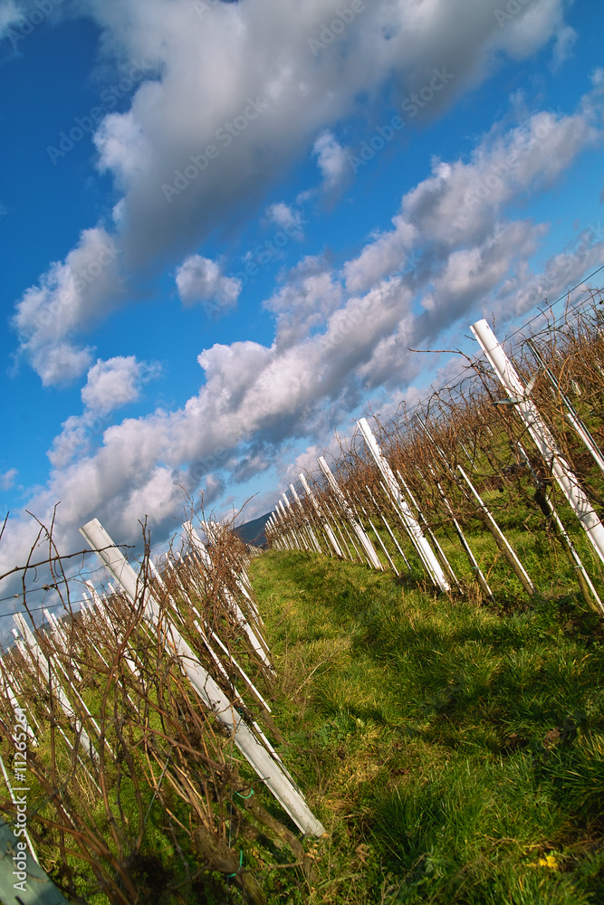 Fototapeta premium Wineyards in autumn