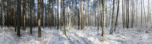 Winterwald Panorama