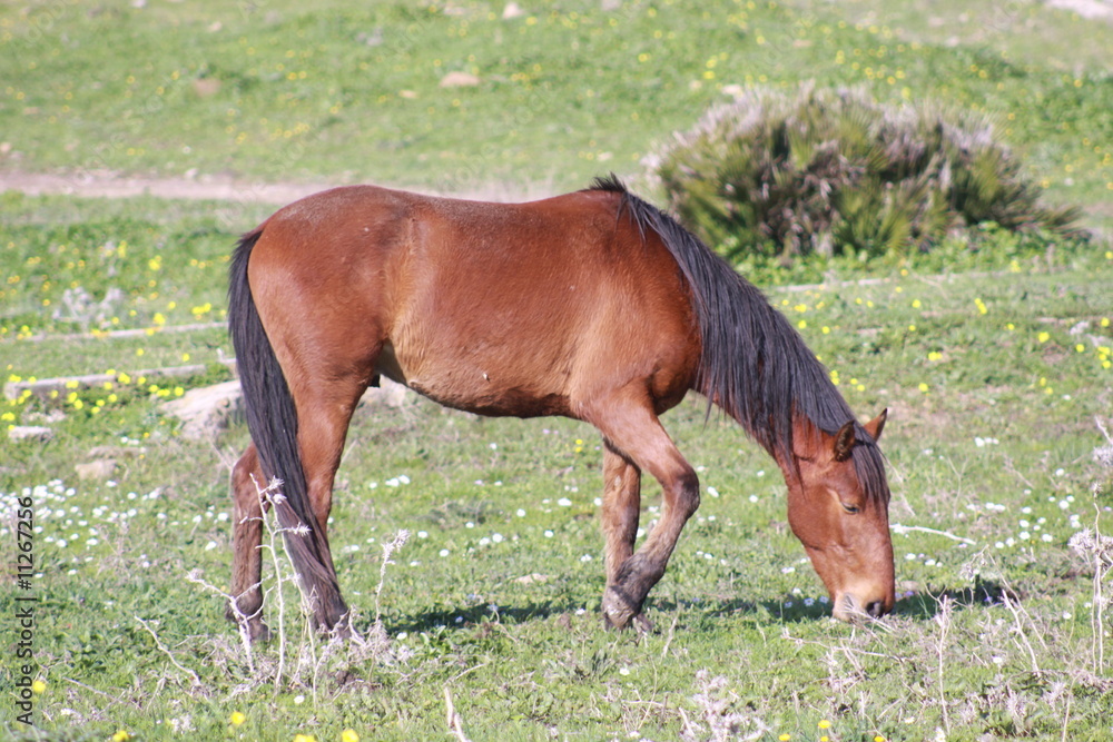 Fototapeta premium caballo pastando en Bolonia