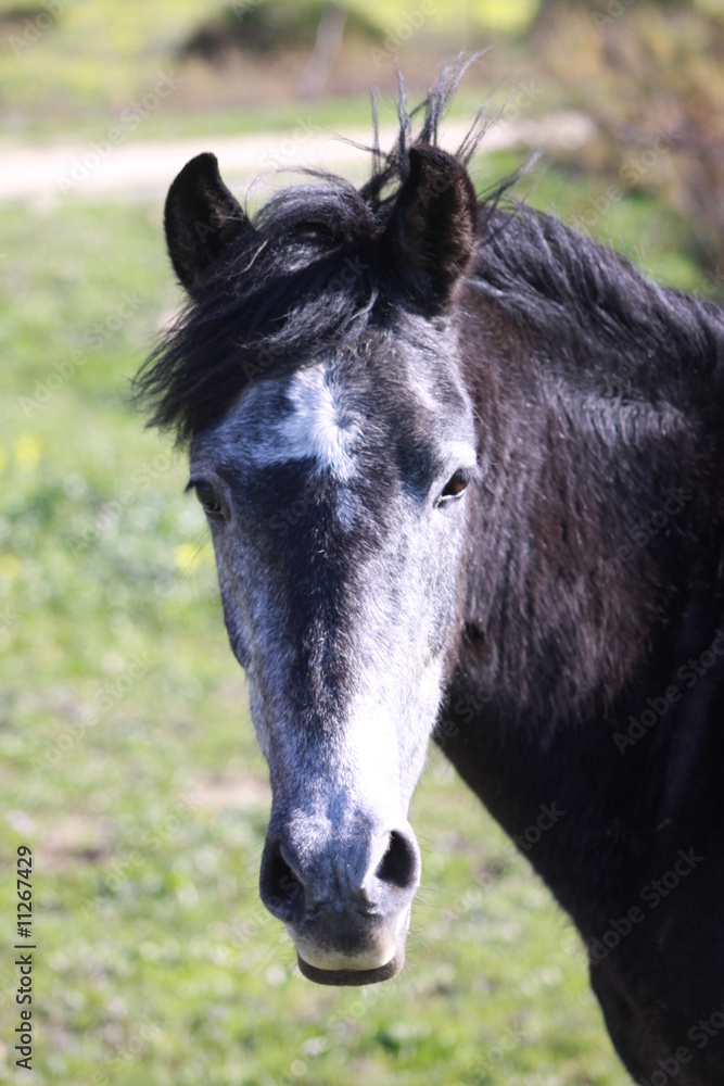 Obraz premium caballo en Bolonia