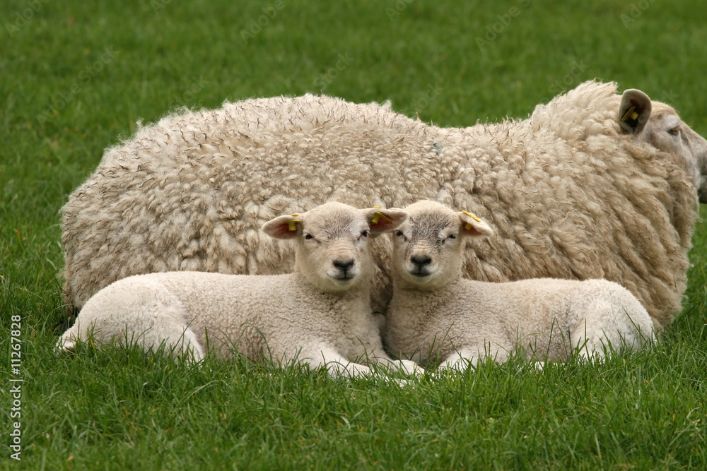 Two little lambs laying next to their mother