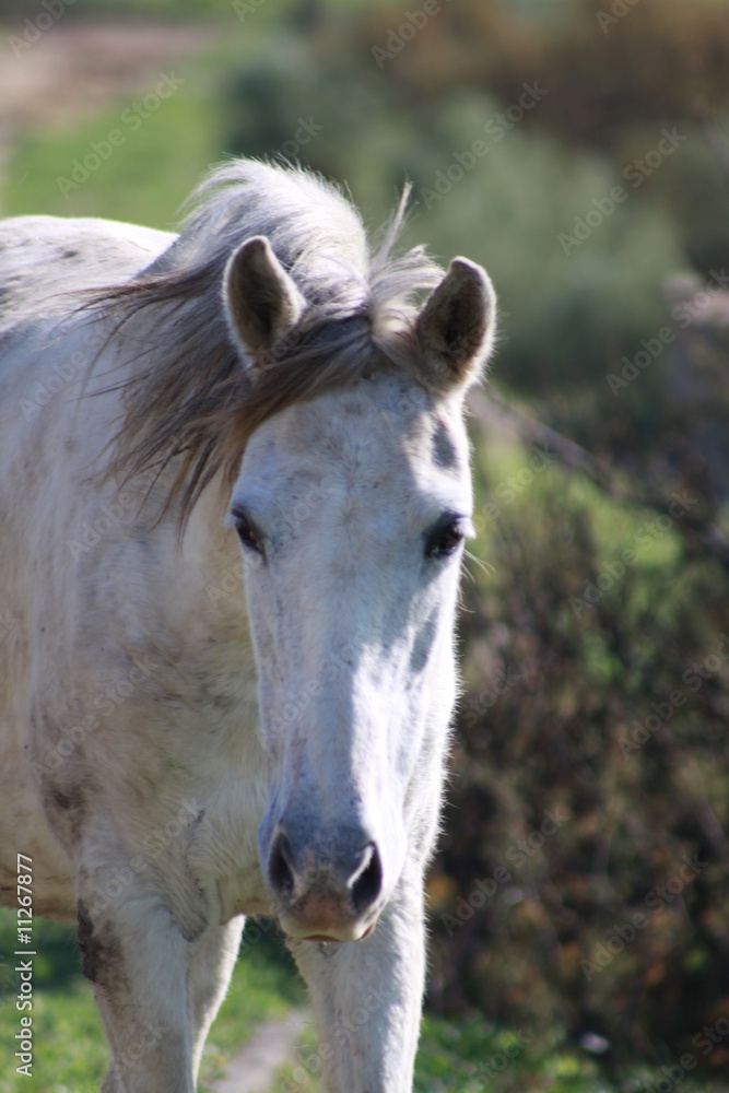 Obraz premium caballo en Bolonia