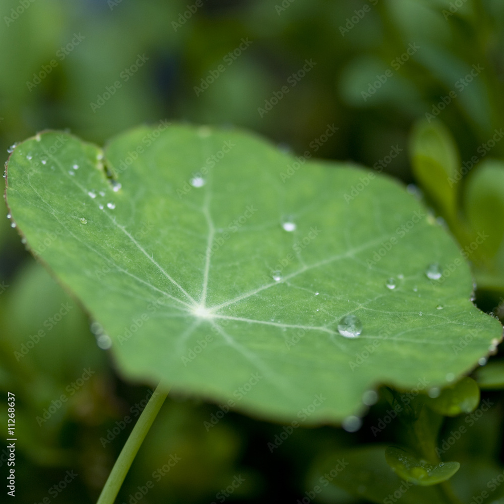 grünes Blatt grünes Blatt