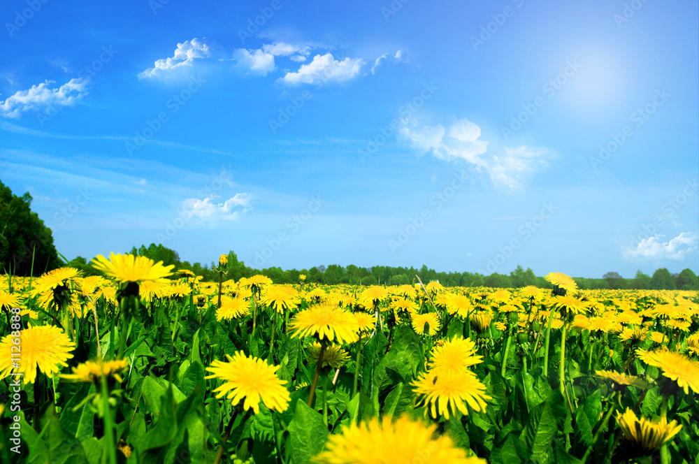 Fototapeta premium Meadow with yellow dandelions.