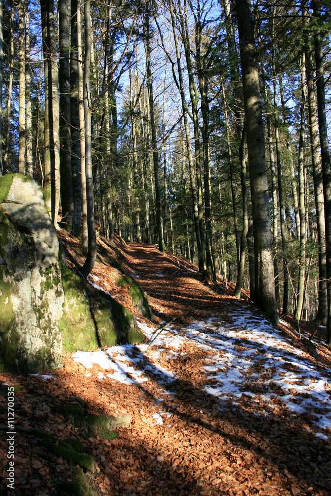 Fototapeta premium Waldweg