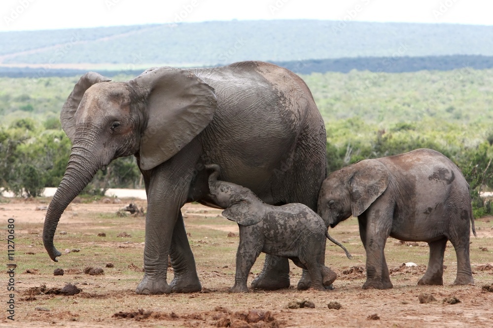 Fototapeta premium Elephant Baby and Mother