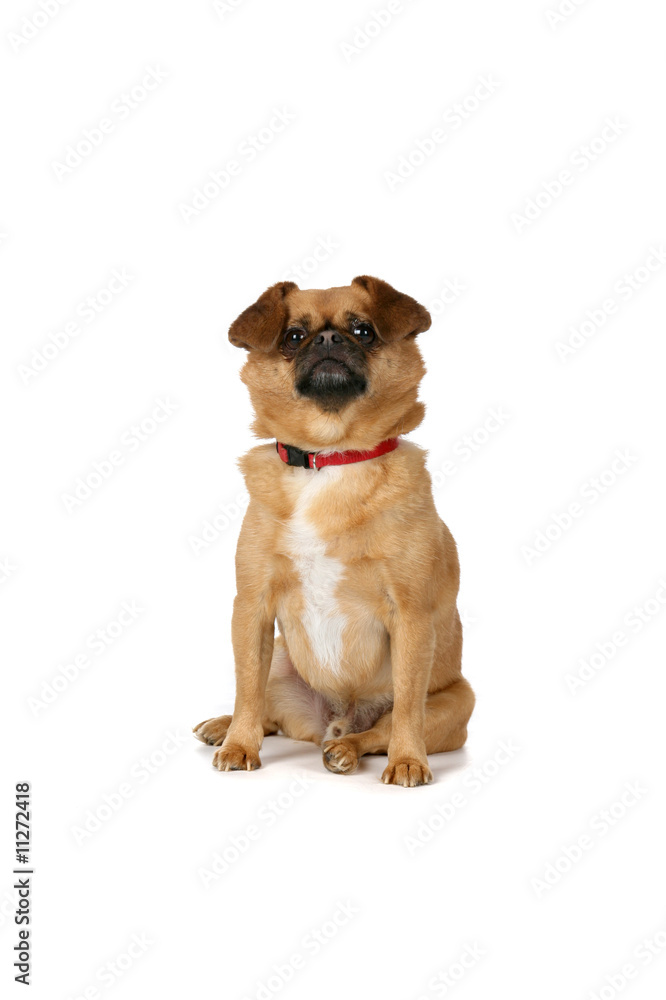 small brown dog sitting on white background