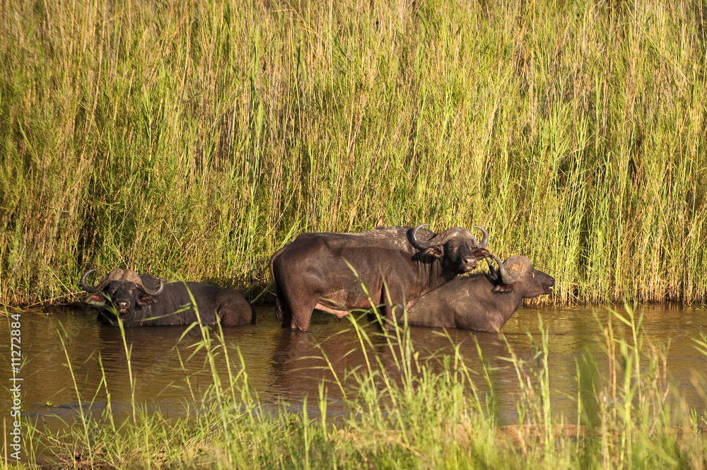 Fototapeta premium Buffalo bull