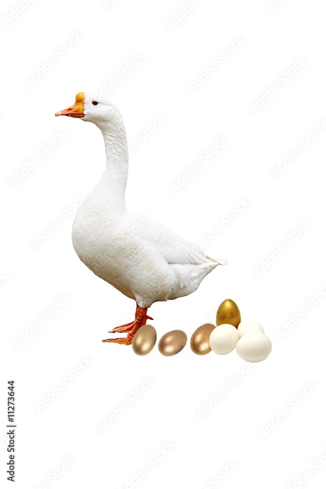 Obraz premium Golden Eggs
