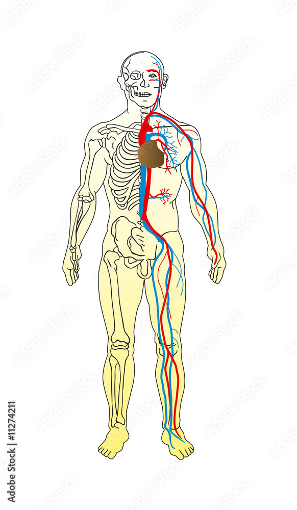 the man anatomy - skeleton and vascular system the man anatomy - skeleton and vascular system