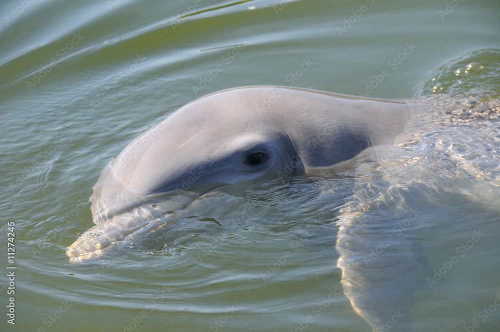 Fototapeta premium Dolphin detail