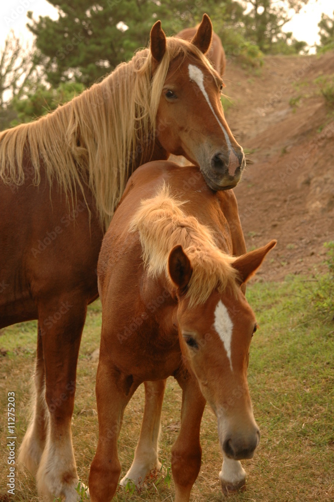 Fototapeta premium horse