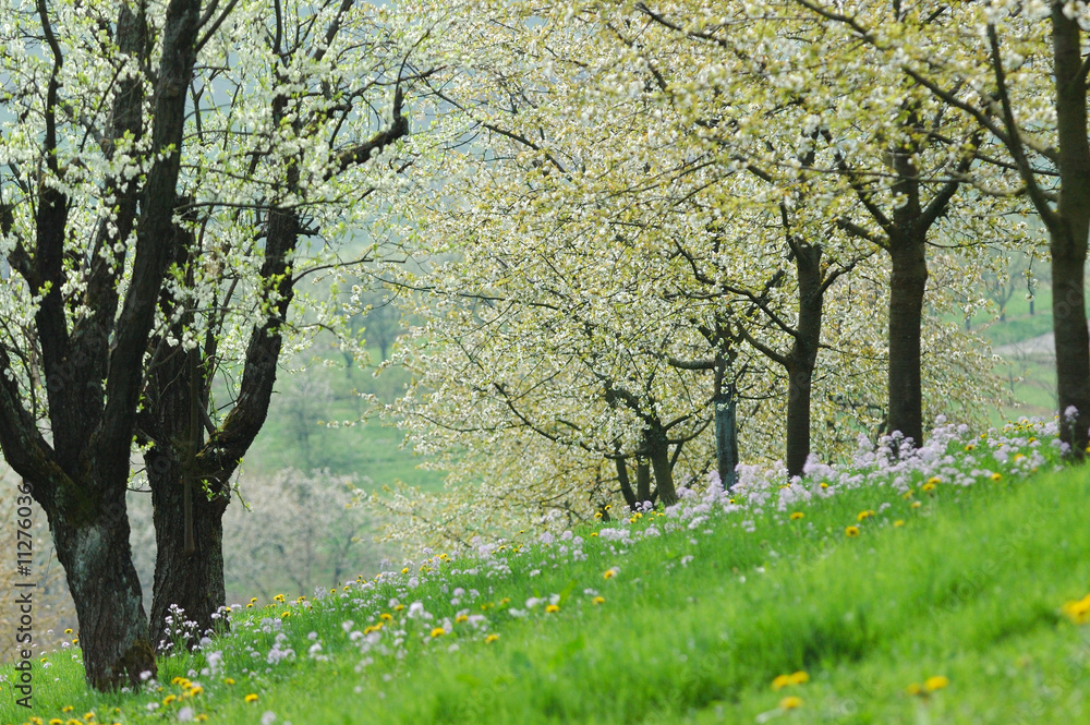 Naklejka premium Pommiers en fleurs