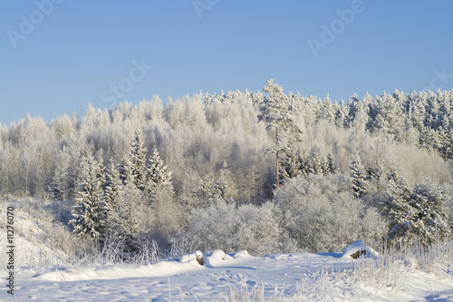 Wallpaper Mural Winter forest Torontodigital.ca