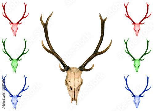 Horn of deer