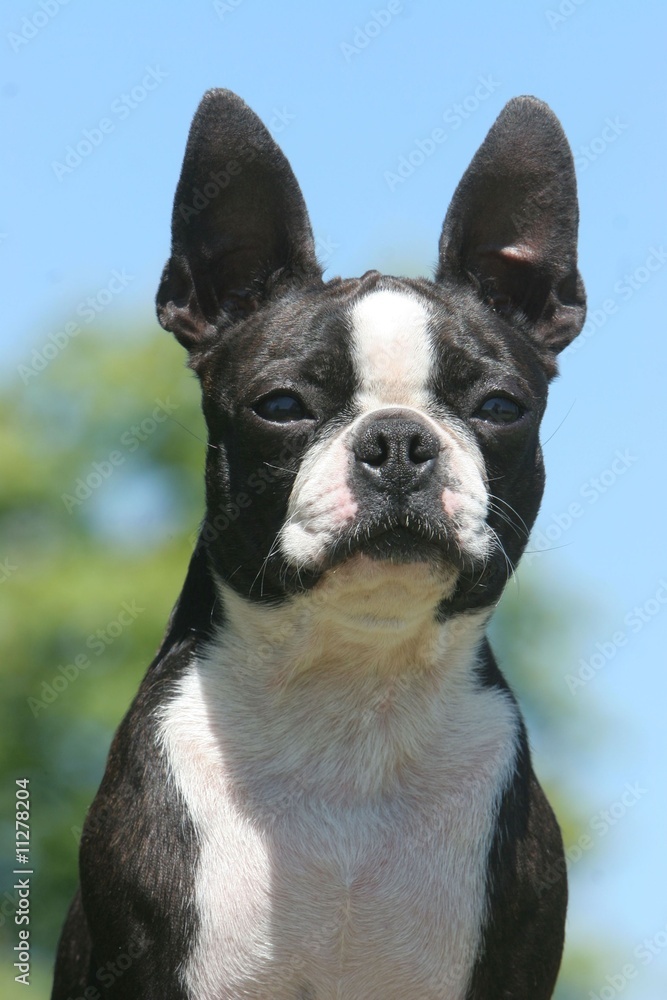 portrait de boston terrier noir et blanc