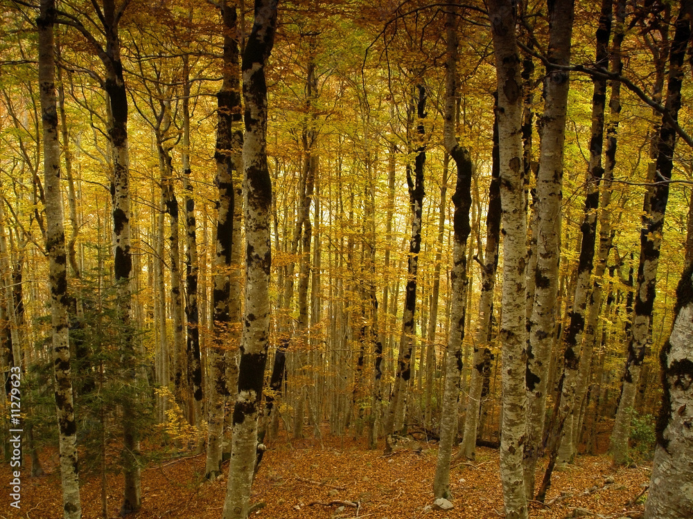 Obraz premium Parque Nacional de Ordesa